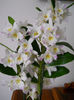 DSCN3356