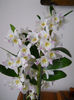 DSCN3357