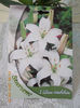 1 martie 2013-flori 006