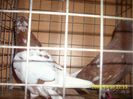 IMG_0060