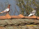 IMG_0028