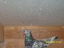 IMG_0175