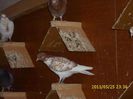 IMG_0711