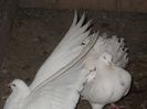 Picture 236