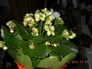 are culoarea alb-verzui