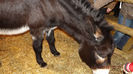DSCF0443