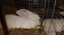 DSCF0452