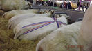 DSCF0543