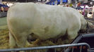 DSCF0544