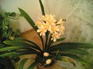 clivia mea