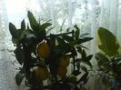 limonella-limekuat