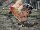 italiana potarnichie - gaina mixta