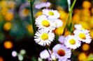 images5