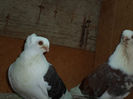 SAM_0454