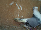 SAM_1204