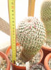 Mammillaria backebergeriana