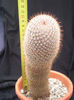 Mammillaria backebergeriana ssp. ernesti