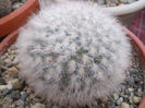 Mammillaria bocasna multilanata