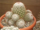 Mammillaria bombycina