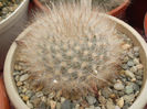 Mammillaria guelzowiana