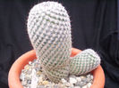 Mammillaria haageana