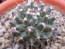 Mammillaria sp 1