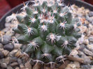 Mammillaria magnimama