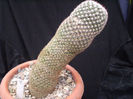 Mammillaria matudae