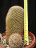 Mammillaria spinossima subsp. pilcayensis
