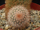 Mammillaria spinossima subsp. pilcayensis