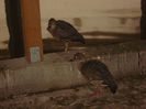 DSC00805