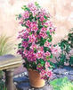 clematita pilu
