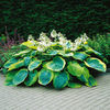 Hosta sieboldiana 'Frances Williams'