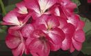 geranium ringo