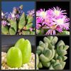 gibbaeum pubescens  7