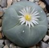 lophophora