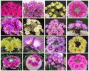 mammillaria mix pinchusion  12