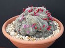 mammillaria perbella pinchusion  11