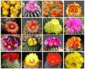 parodia variety mix  2