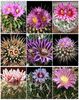 stenocactus variety mix  6