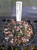 s-tricuspidatus