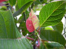 Poinsettia_Christmas Plant (2013, Mar.02)