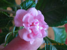 impatiens roz batut