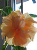 3 martie 2013-flori 020