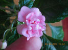 impatiens roz batut