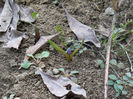 Viorea Scilla bifolia