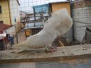 mascul 2011 - 01.03.2013