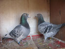 390388-08-M E.DENYS + 184285 -06 F S TOYE