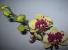 IMG_0881