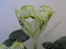 Ceropegia sandersonii